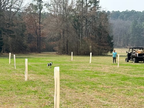 Customer photo review of Tree Pro Grow Tubes