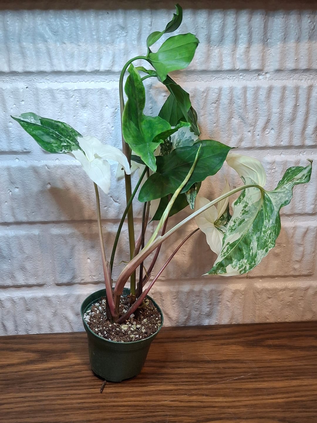 Customer photo review of Syngonium podophyllum albo variegata