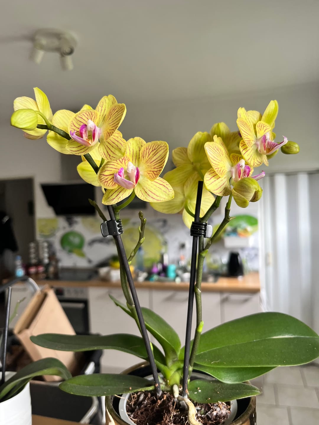 Customer photo review of Table Dance Lima mit gelb-gestreiften Blüten und 2 Rispen