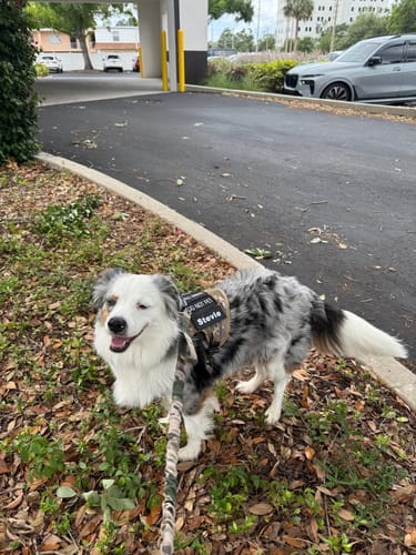 Reviewer's happy dog wearing the durable, camouflage Team K9 Tactical Dog Harness outdoors.