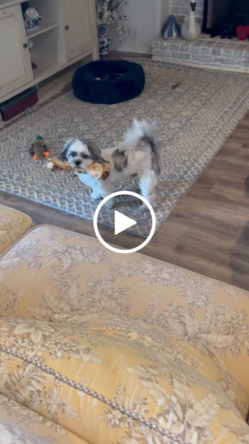 Customer video review of Ostrich Hip Bone (12" x 5"x 3”): The Durable, Flavor-Packed Chew for Medium & Large Dogs
