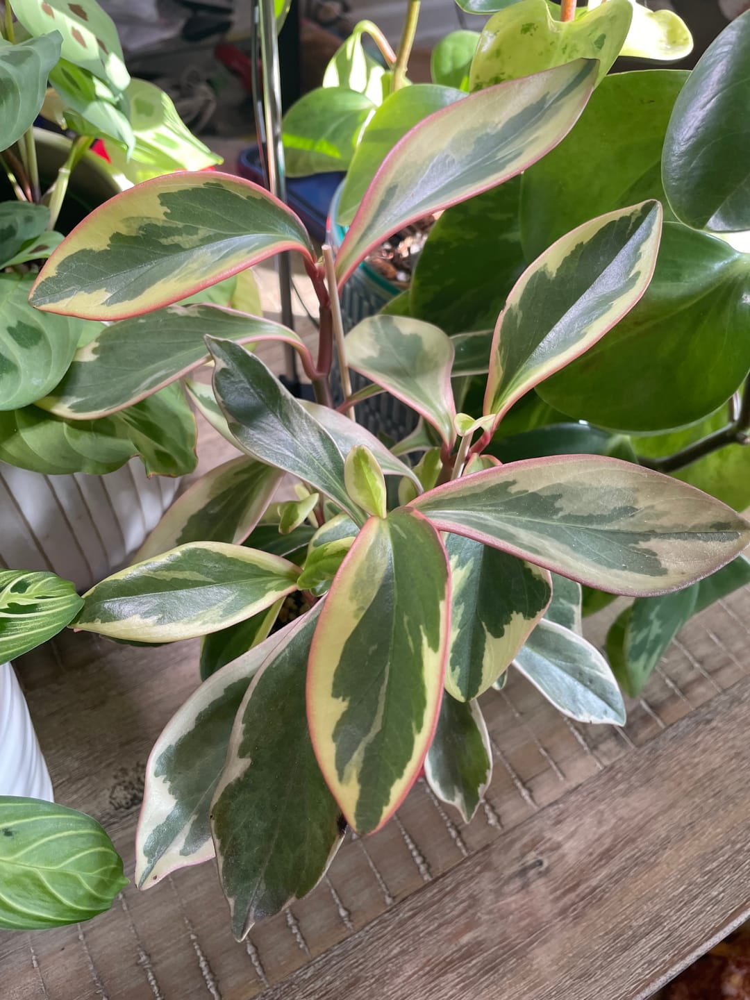 Customer photo review of Peperomia clusiifolia 'Ginny'