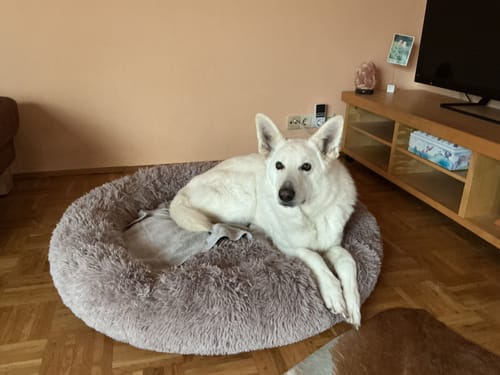 Customer photo review of Puppery Hundebett Wolke 7 - Das Original