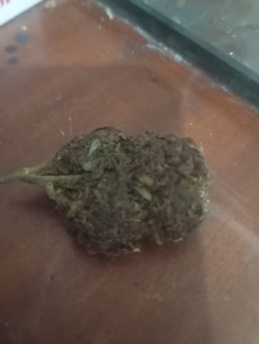 Customer photo review of Hi Bros® - Purple Haze