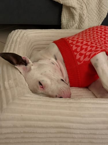 Close-up of reviewer's dog in a red sweater resting in the soft Orthopaedic Dog Bed.