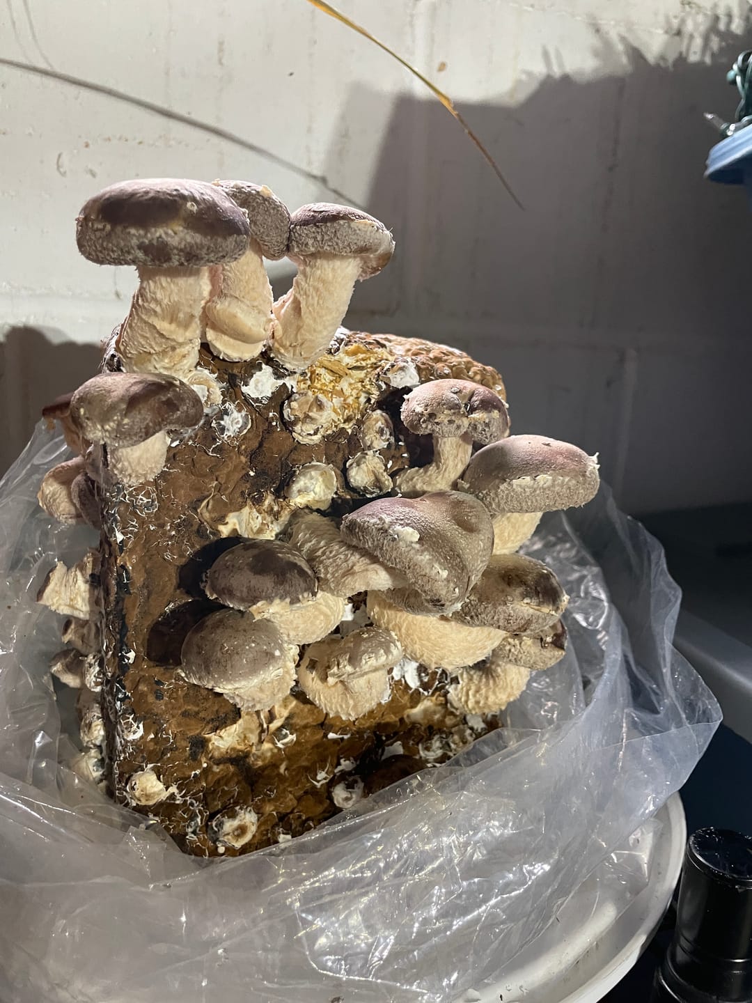 Customer photo review of Shiitake Mushroom Mini-Farm Grow Kit