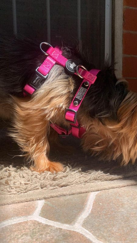 Customer photo review of Arnes H Pets Club Confort
