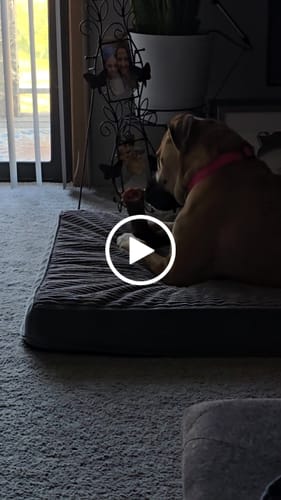 Customer video review of Large Dog Black Friday Bundle II (4x 5oz Jerky Bags + 4x LARGE Smoked Marrow Bones)