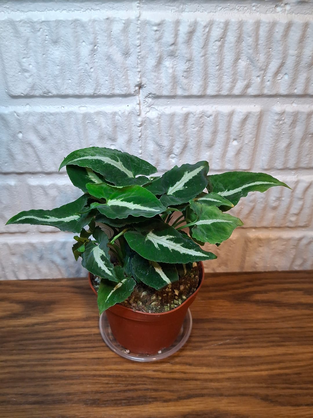 Customer photo review of Syngonium wendlandii