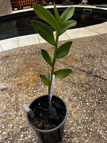 Customer photo review of Crucifix Orchid | Epidendrums| sp | Orchidaceae