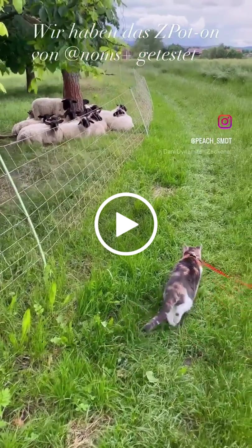 Customer video review of Zpot-on für Katzen gegen Zecken, Flöhe, Milben & Mücken [Jahresvorrat]