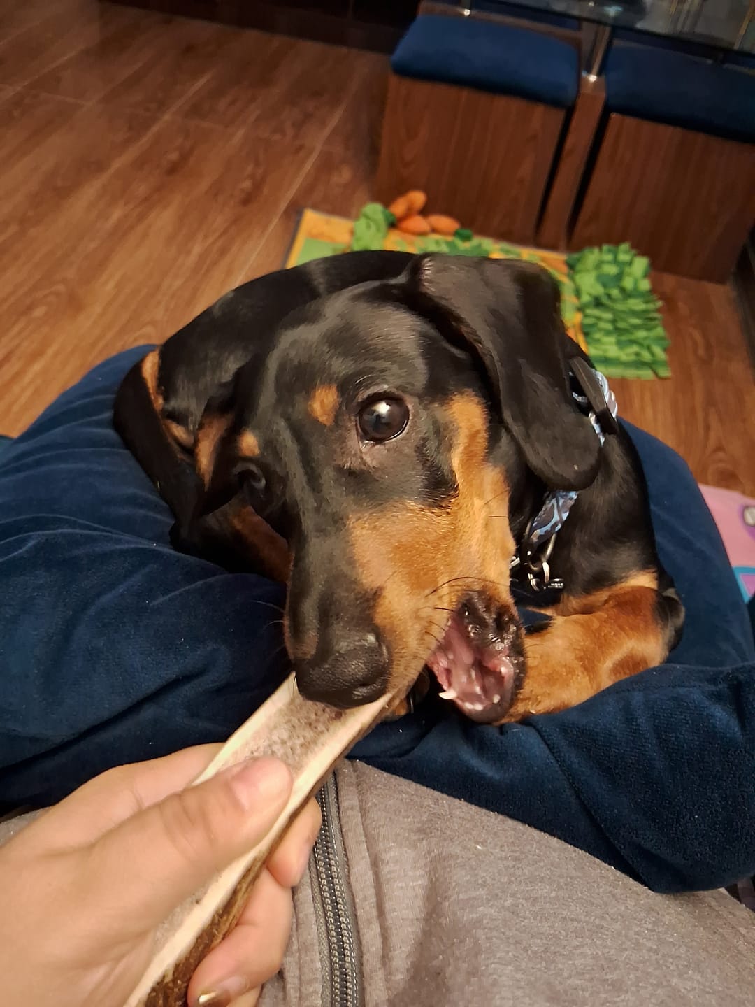 Customer photo review of Asta de ciervo para perros - Principiante