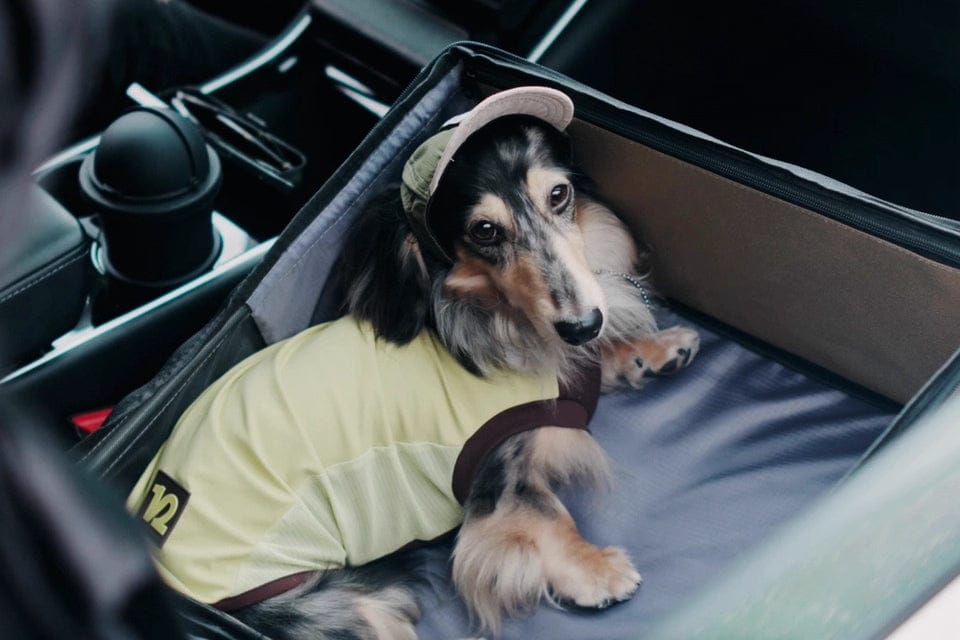 Customer photo review of Pet 2-in-1 Car Seat & Backpack with Seatback Protector – Foldable Design