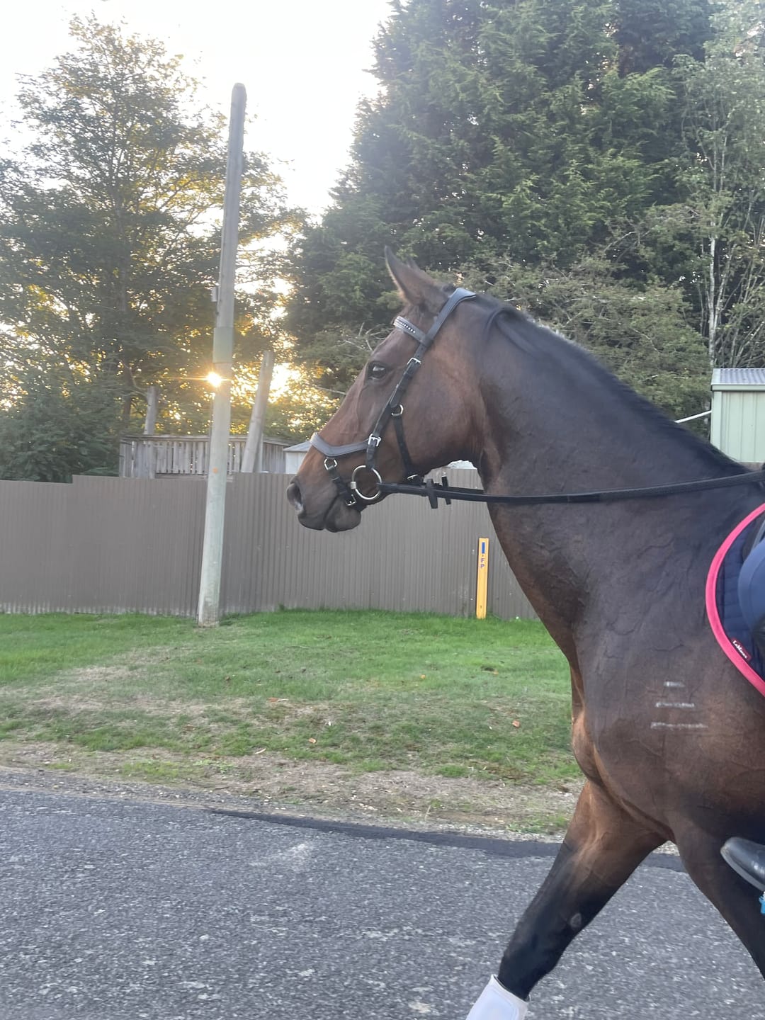 Customer photo review of Rambo Micklem Diamante Competition Bridle
