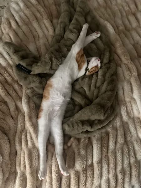 Customer photo review of Cloud Blanket