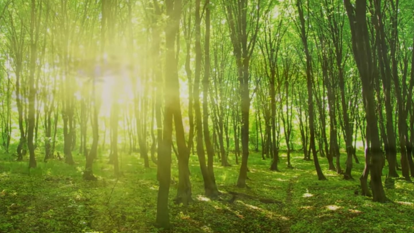 Customer photo review of Ancient Forest - Mindfulness & Restoration