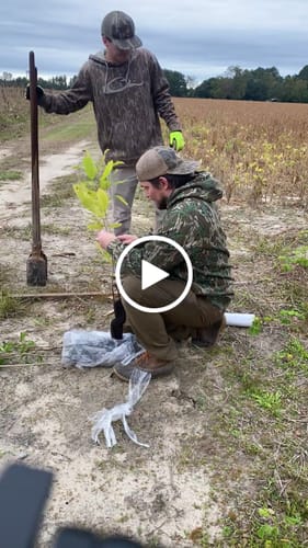 Customer video review of Sawtooth Oak