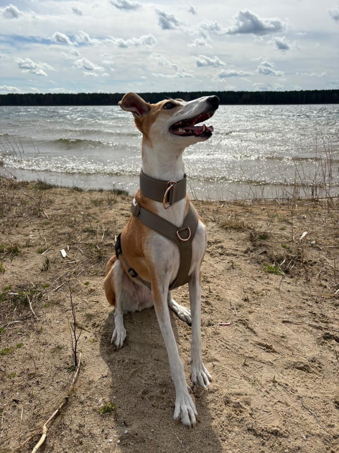 Customer photo review of Sicherheitsgeschirr FUN "Golden Sand"