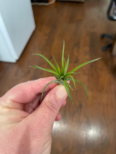 Customer photo review of Tenuifolia Purple Fan  (Stacked Form)