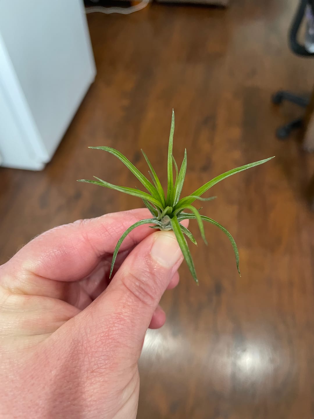 Customer photo review of Tenuifolia Purple Fan  (Stacked Form)