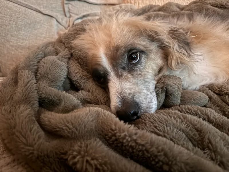 Customer photo review of Cloud Blanket