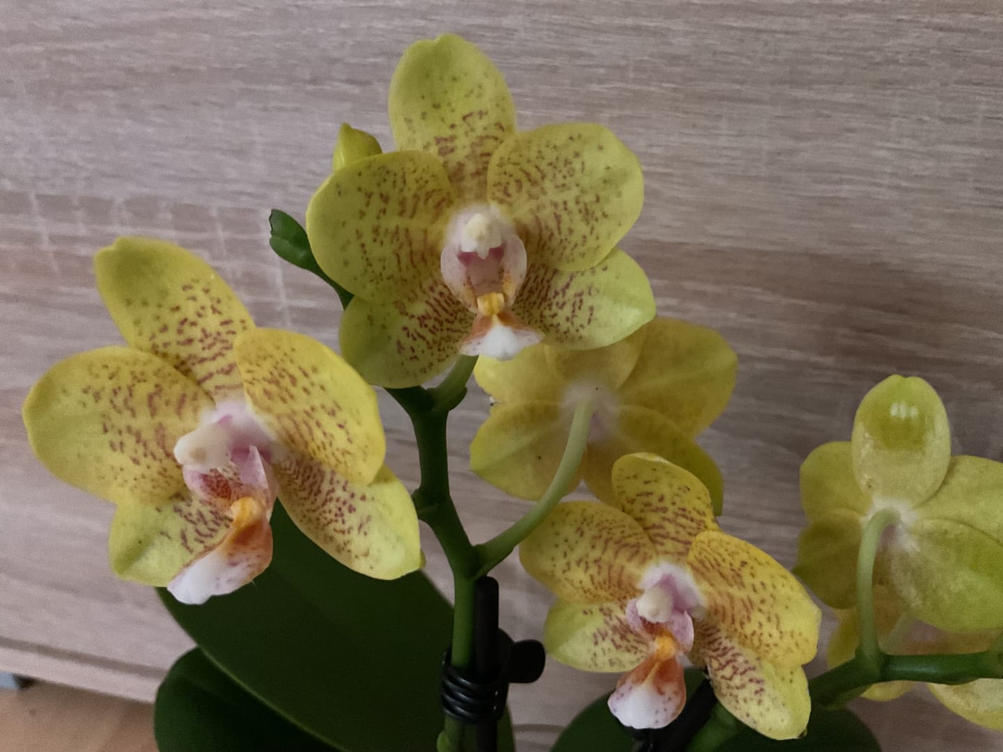 Customer photo review of Duftorchidee Table Dance Citrin-Gelb mit gelb-gepunkteten Blüten und 2 Rispen