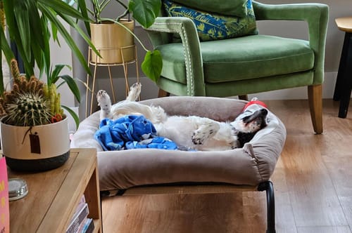 Customer photo review of Mushroom Cuddle Soft & Cedar Velvet Luxury Nest