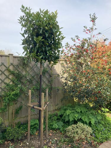 Customer photo review of Viburnum  ‘Lucidum’ - Full standard Tree (180-190cm clear stem)