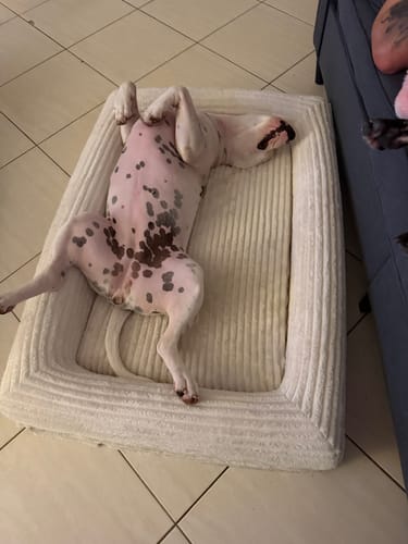 Customer's spotted dog lying upside down in the beige corduroy Orthopaedic Dog Bed.