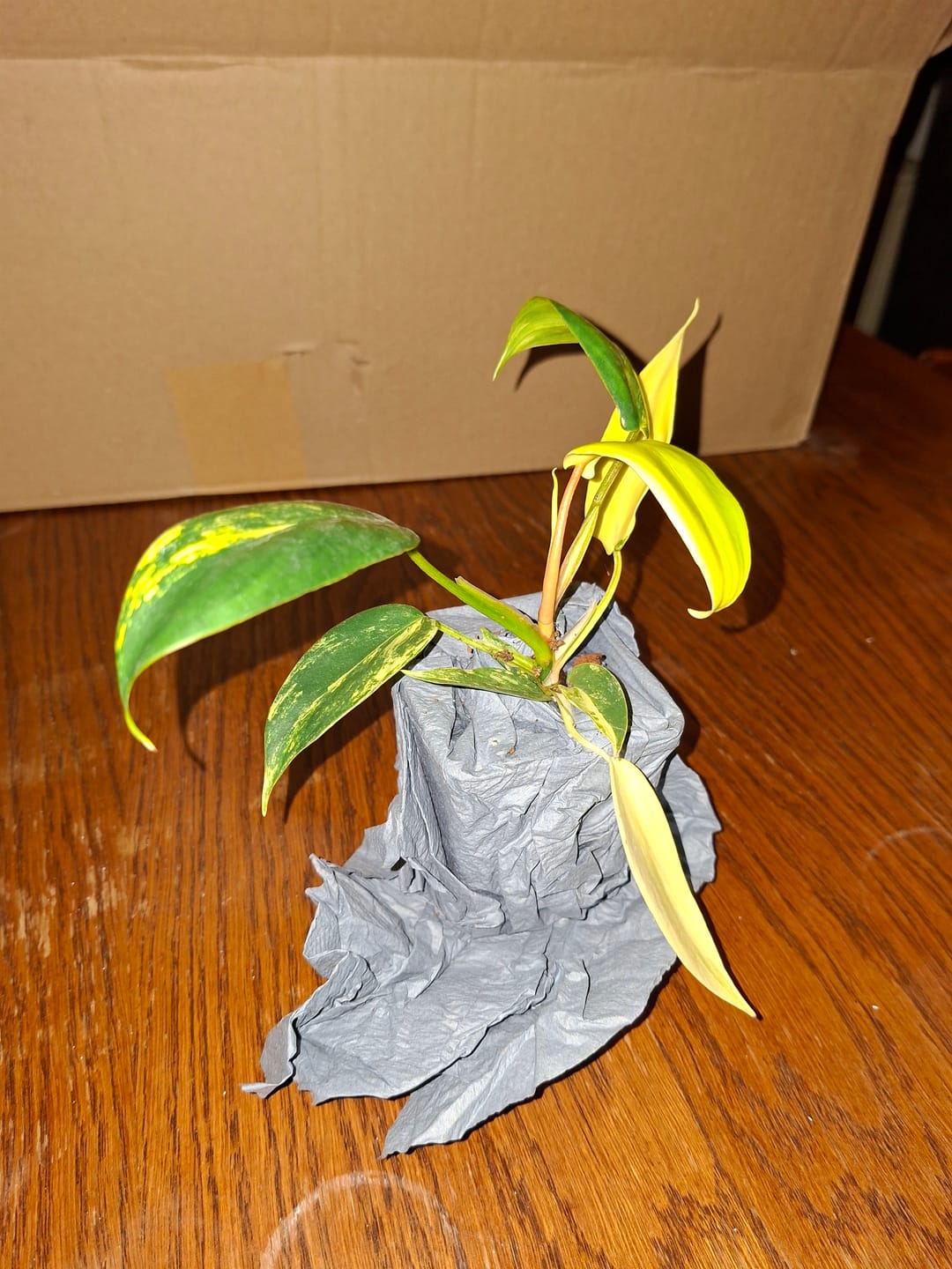 Customer photo review of PHILODENDRON FLORIDA BEAUTY