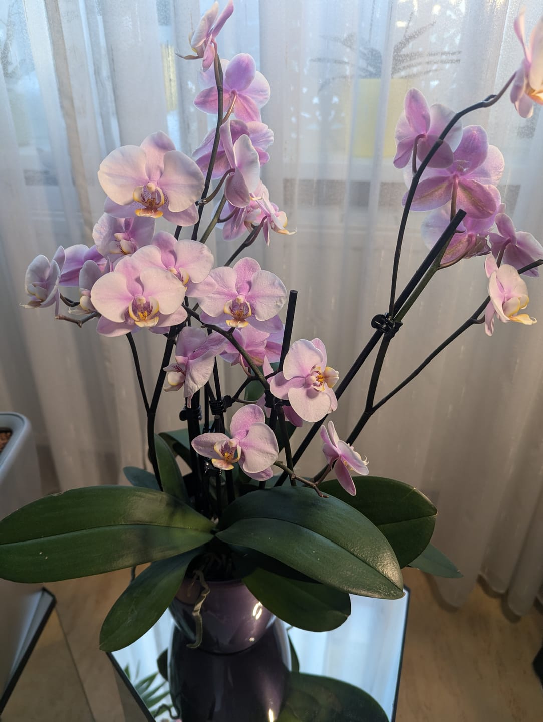 Customer photo review of Große Two of Us Roskilde mit zartrosa Blüten und 7+ Rispen