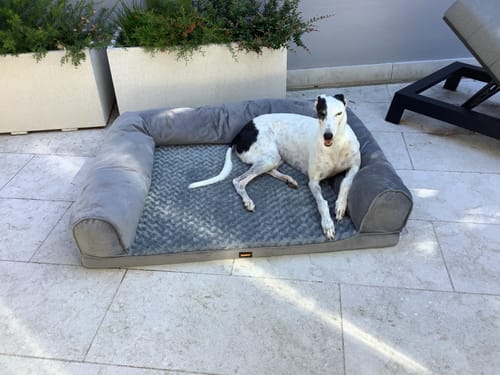 Customer's dog stretched out on the spacious grey Pet Sofa Bed on an outdoor patio.
