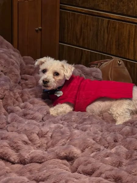 Customer photo review of Cloud Blanket