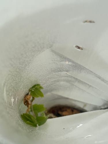 Customer photo review of Tree Pro Grow Tubes