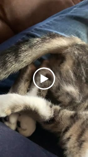 Customer video review of 6x Blisso Advanced Cat Probiotic