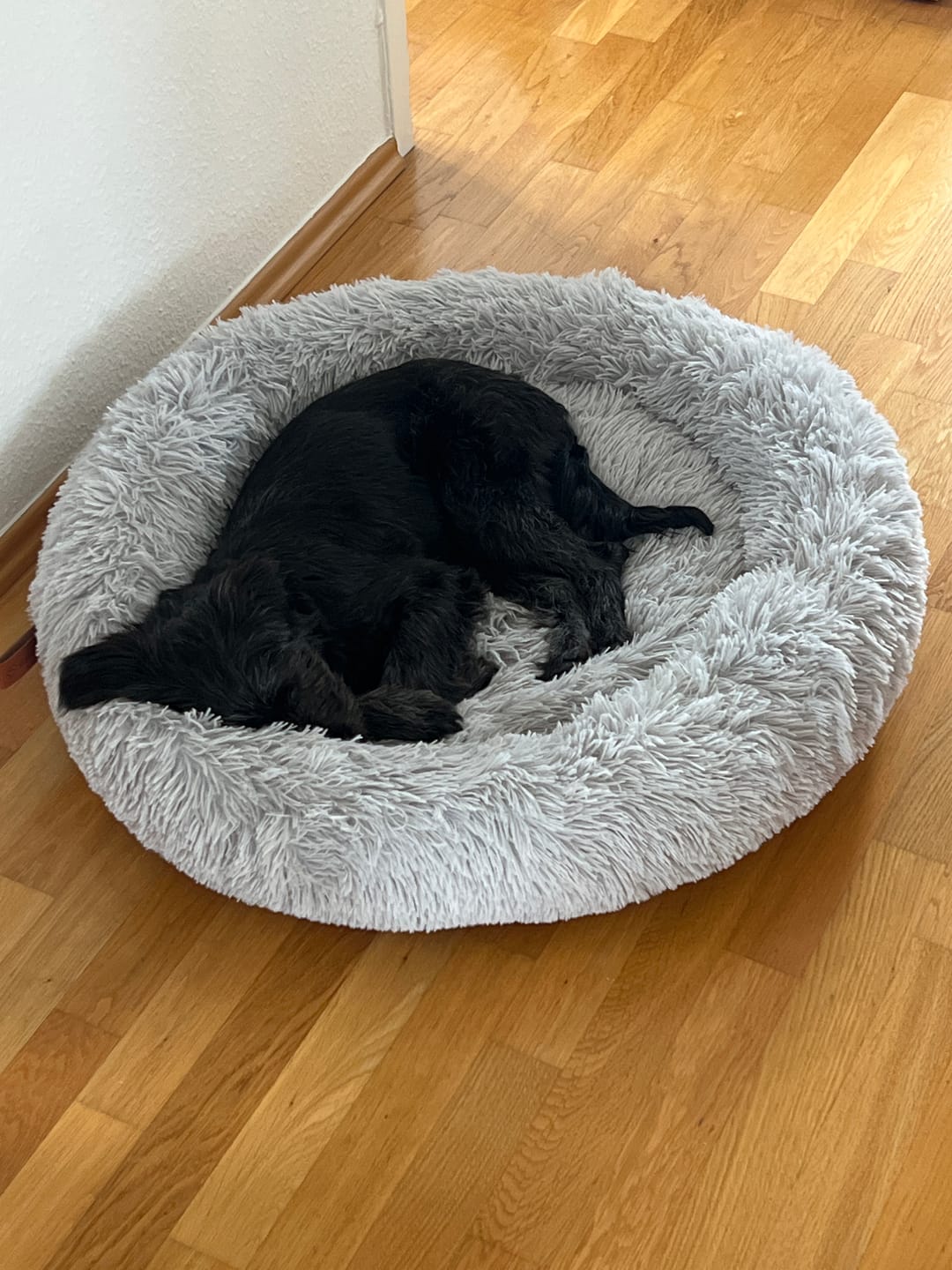 Customer photo review of Hundebett Fluffy Plus - Das Original