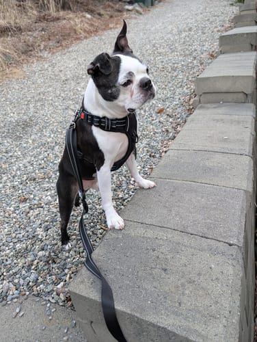 Customer photo review of No Pull Harness