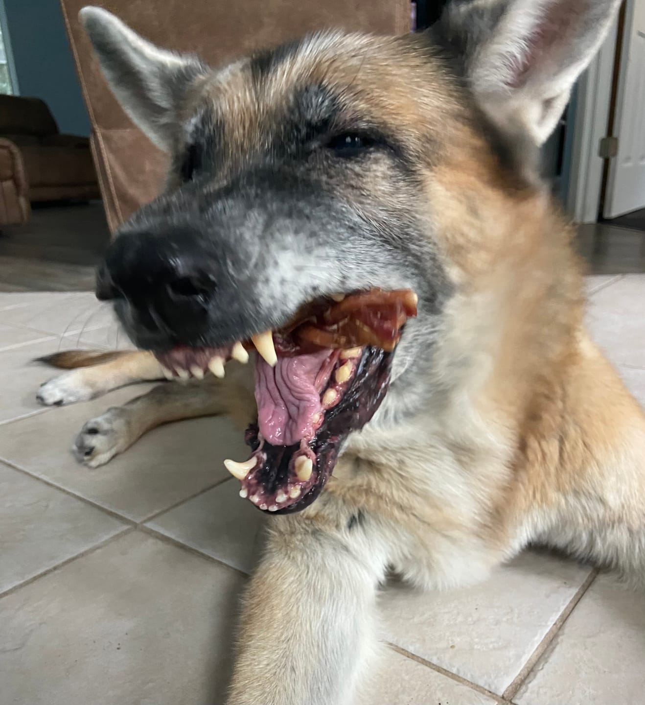 Customer photo review of 6 Inch Standard Braided Bully Stick