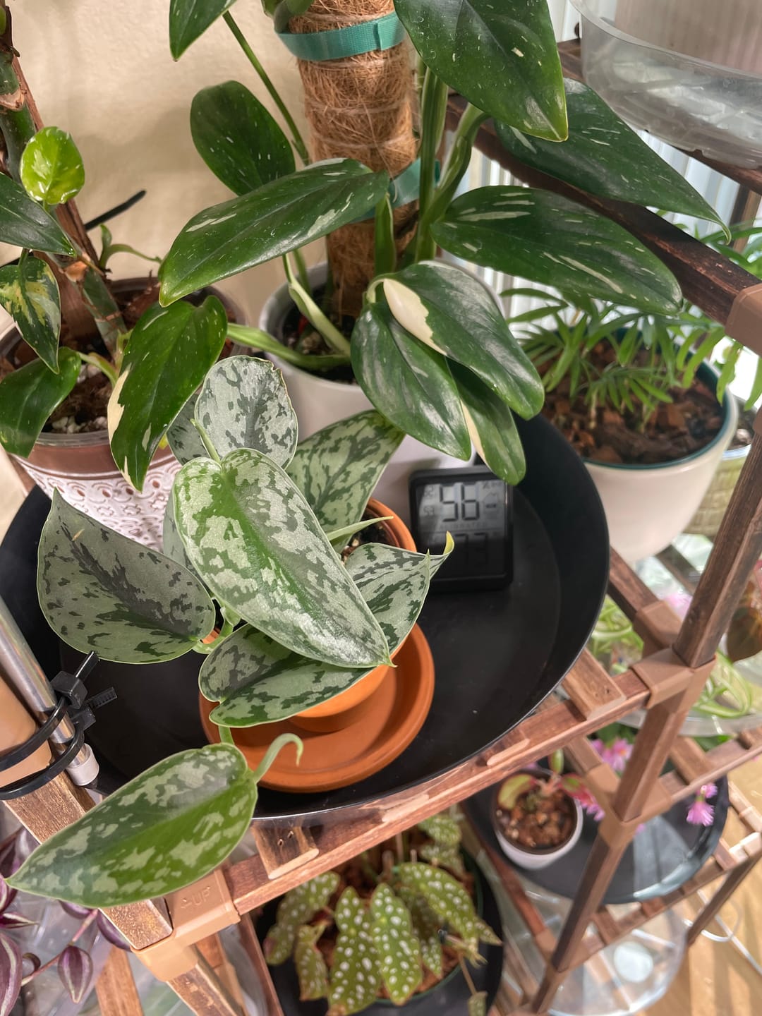 Customer photo review of Scindapsus pictus 'Silver Lady'