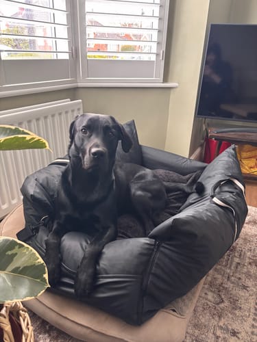 Customer photo review of The Dog Dock V2 New & Improved with ISO Fix