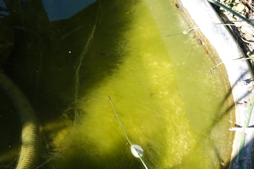 Dichter Teppich aus langen, fadenf&ouml;rmigen Algen unter Wasser