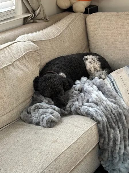 Customer photo review of Cloud Blanket
