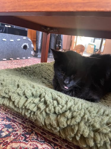 Customer photo review of HiK9 Bed with Olive Canvas Cover