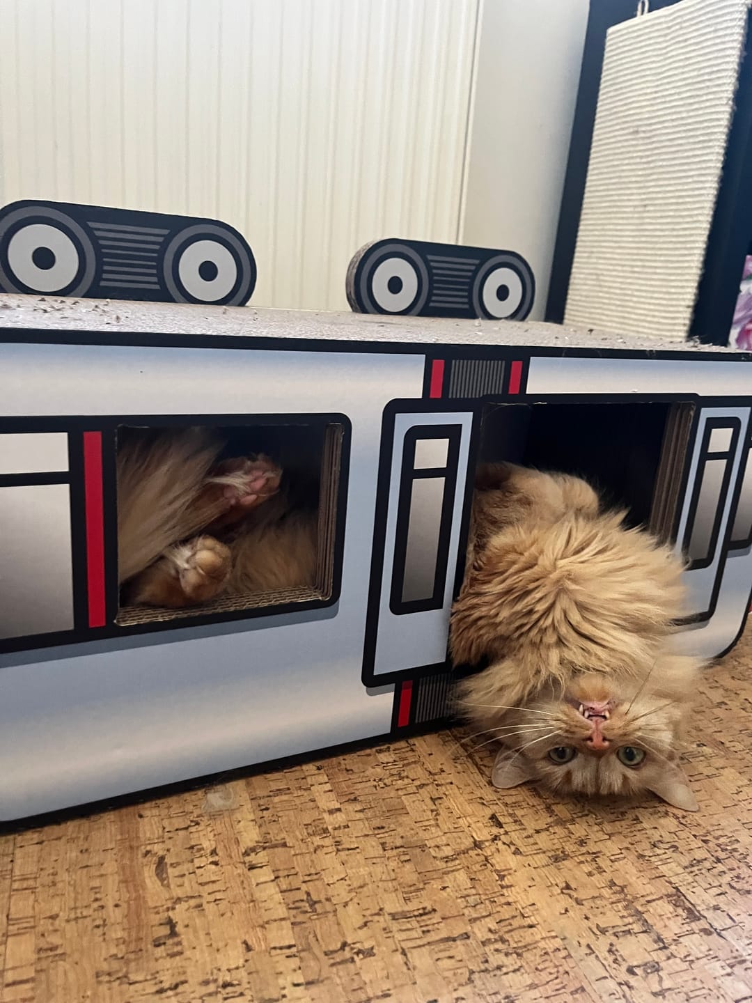 Customer photo review of Wuppibahn