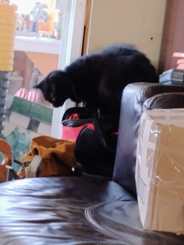 Customer photo review of GCP Flea & Tick Natural Defense for Cats - 100 Soft Chews