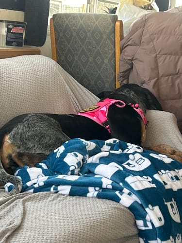 Reviewer's dog resting comfortably on a couch while wearing the pink Team K9 Tactical Dog Harness.
