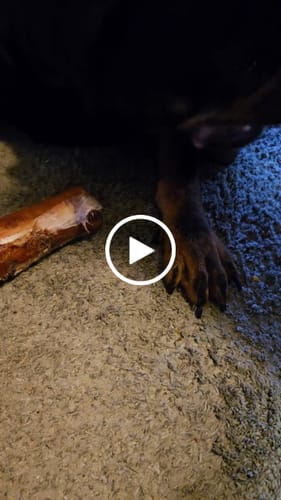 Customer video review of Large Dog Black Friday Bundle (Your 12oz Jerky+2 Large Bones+12" Hick. Bully)