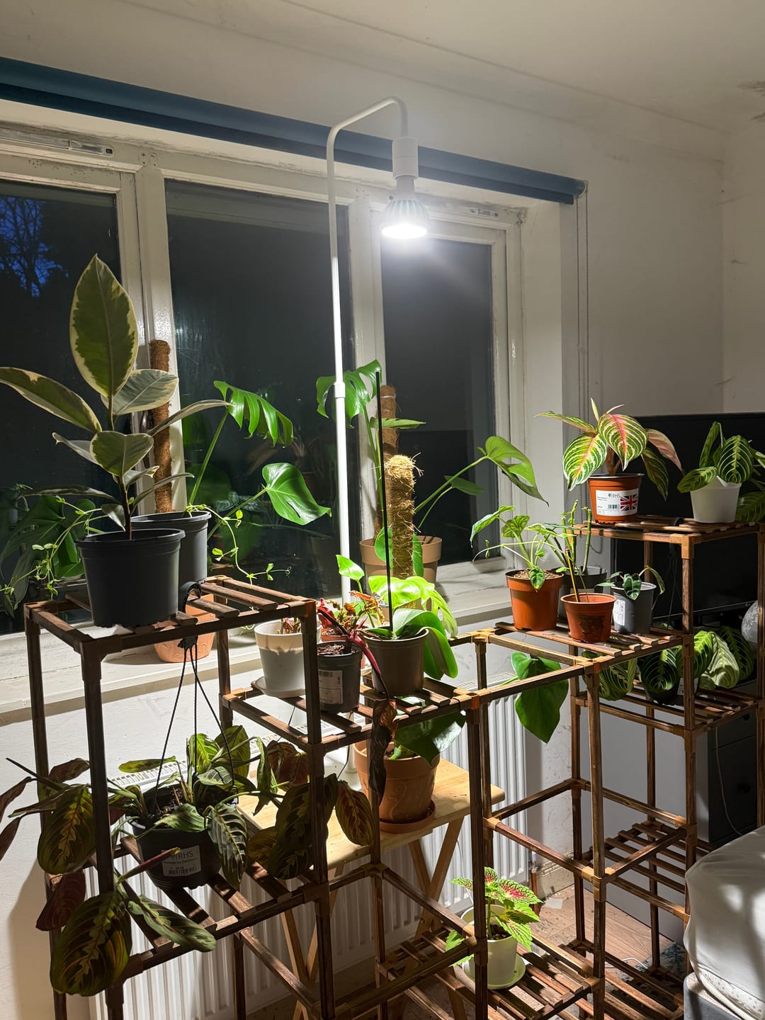 Customer photo review of Pianta Grow Light and Adjustable Floor Lamp Bundle