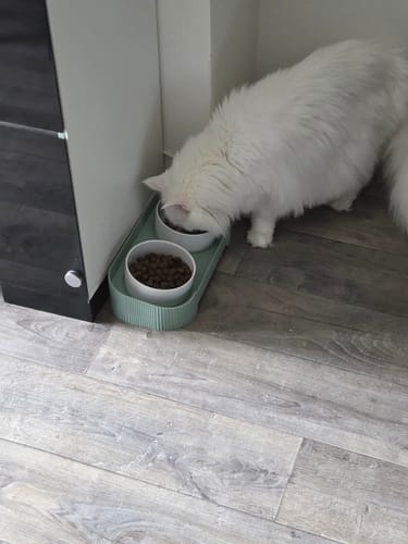 Le chat Maine Coon blanc d'une cliente mangeant avec envie les croquettes dans une gamelle.