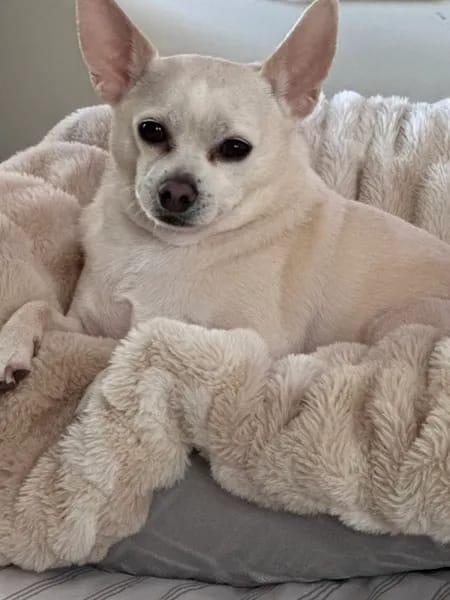 Customer photo review of Cloud Blanket
